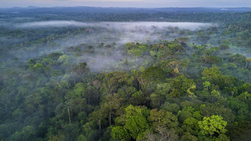 As medidas para evitar que El Niño provoque 'hecatombe' na Amazônia - Getty Images