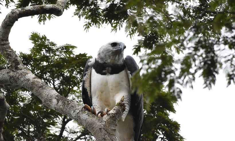 A raríssima harpia, ave mais forte do mundo, é fotografada em MG - Oswaldo Rezende/Arquivo Pessoal