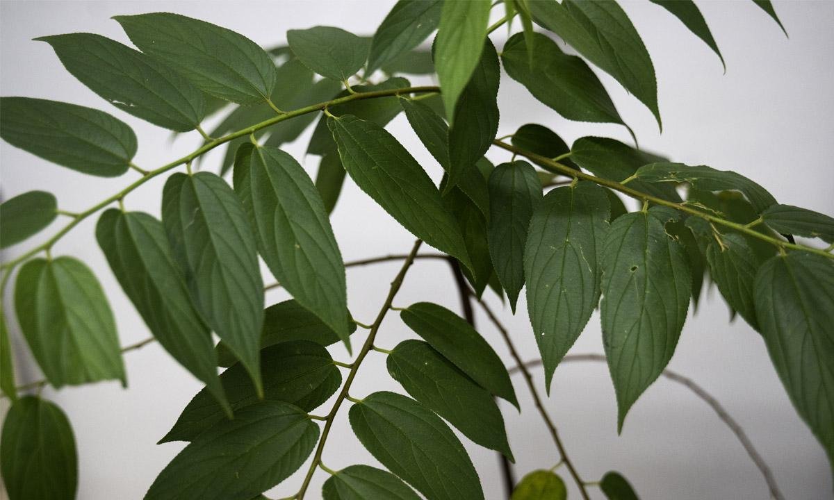 Medicar sem 'chapar': planta parecida com a cannabis gera esperança - CARL DE SOUZA/AFP