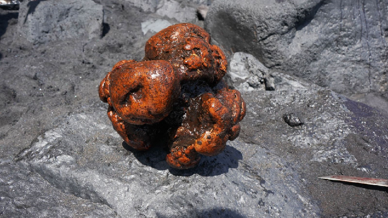 A pedra de meio milhão de dólares encontrada em cachalote morto - IUSA-ULPGC