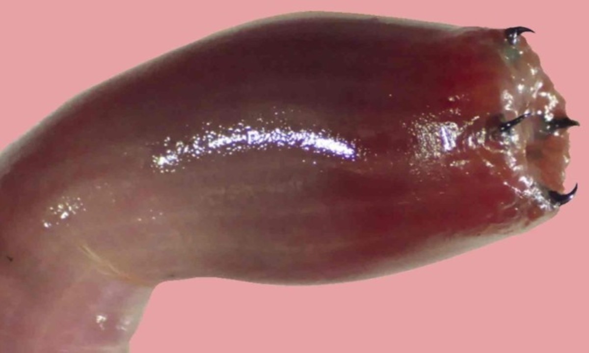 Mordida de verme aquático com dentes de cobre injeta veneno e causa inchaço - Divulgação/MATTER/WONDERLY ET. AL