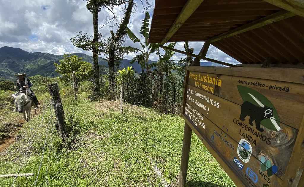 Única espécie de urso da América do Sul é protegida por produtores de café - Juan RESTREPO / AFP