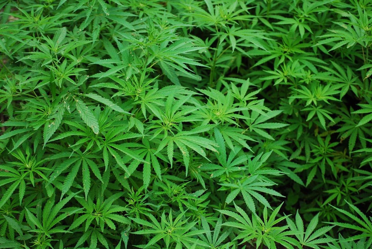 Mais de 450 acusados em grande operação contra plantações de maconha - PxHere