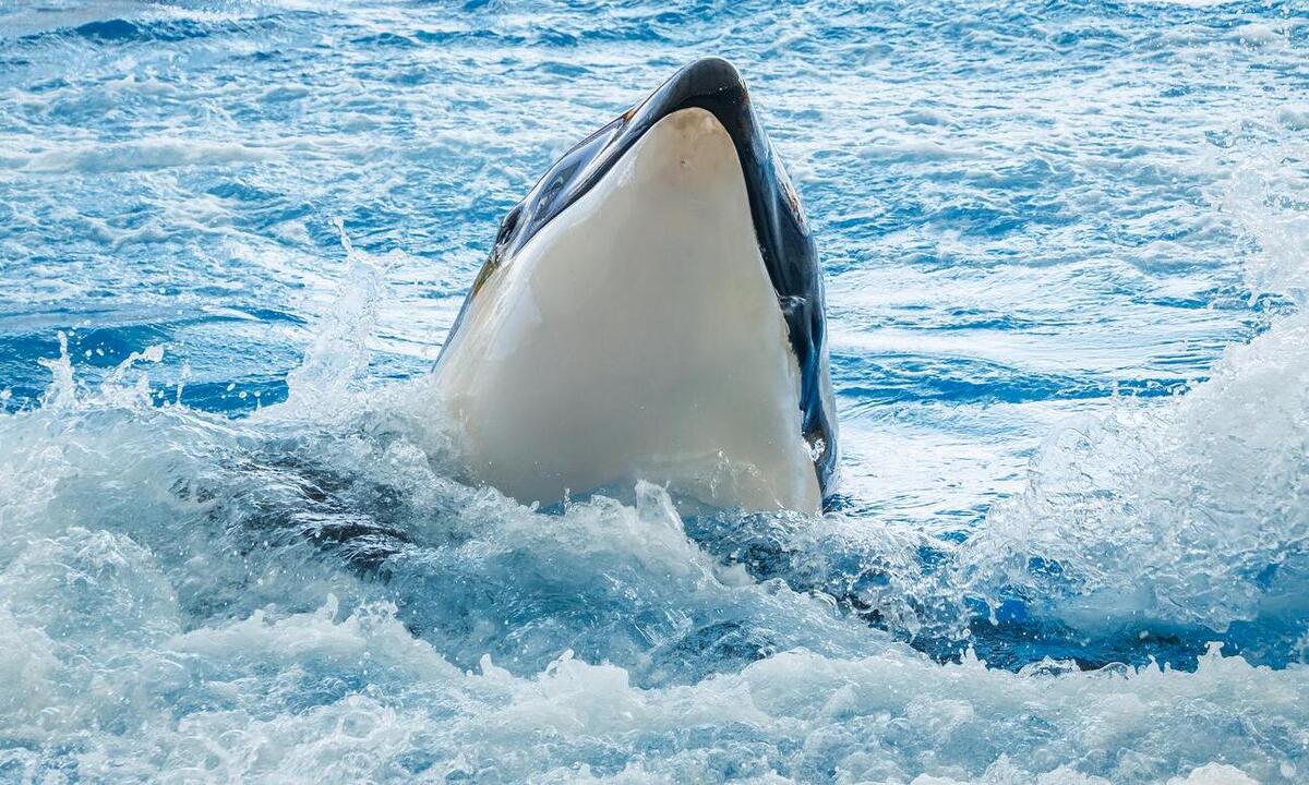 Ataques de orcas a barcos geram temor de onda de vingança contra animais em Portugal - wikimedia commons