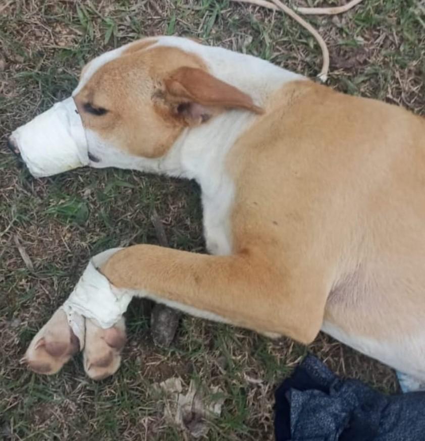 Homem que 'estuprou' cão no Sul de Minas é solto  - PCMG