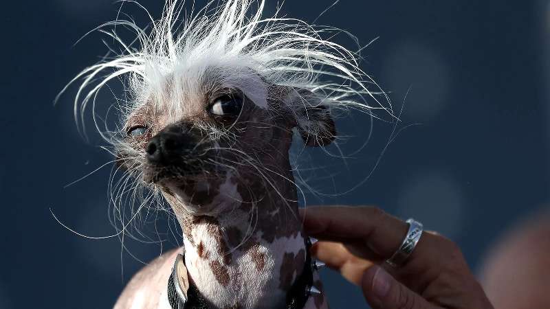 Por que animais de estimação feios fazem tanto sucesso - Getty Images