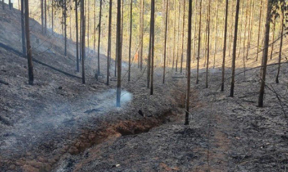 Brigadista morre em incêndio florestal em Minas - Corpo de Bombeiros/Reprodução