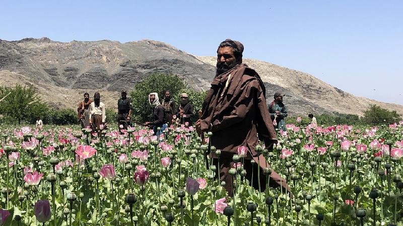 Fuzis em campos de papoula: por dentro da guerra às drogas do Talebã no Afeganistão - BBC