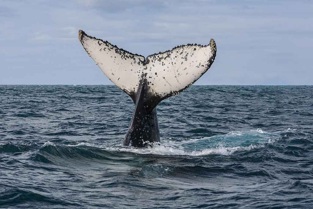 Litoral norte de São Paulo tem recorde de passagem de baleias jubarte - Jonathan Wilkins/wikimedia commons