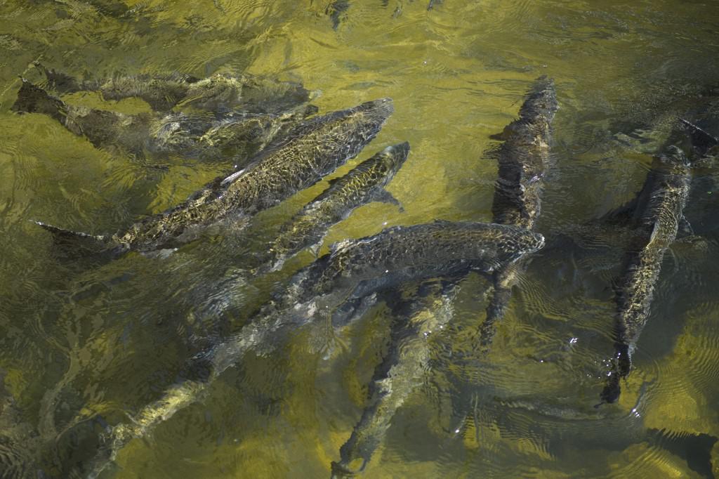 Seca atrapalha lucrativa temporada do salmão na Califórnia - Patrick T. FALLON / AFP