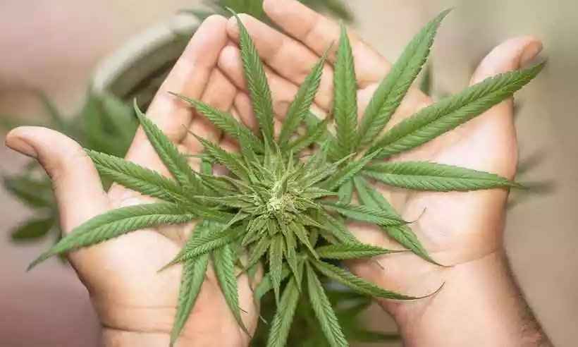 Governo quer regular plantio de Cannabis para fins medicinais no Brasil - Pixabay