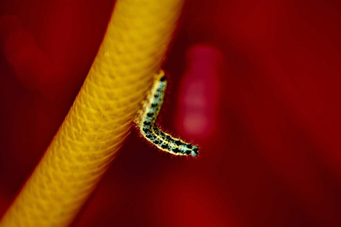 Veneno de lagarta originado há 400 milhões de anos vira remédio - Reprodução/Unsplash