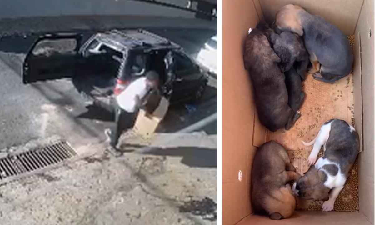 Vídeo: homem abandona seis filhotes de cachorro em caixa de papelão - Redes Sociais/Divulgação