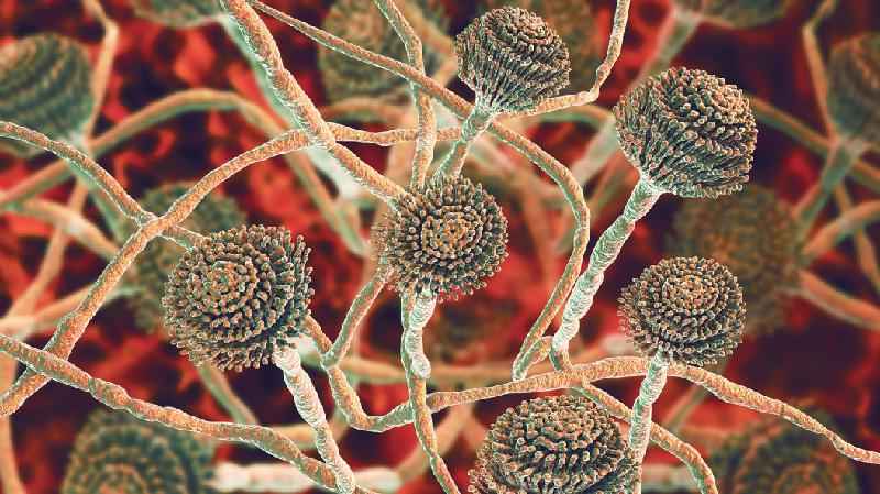 A epidemia mortal de infecção por fungo no cérebro que atinge a África - Getty Images