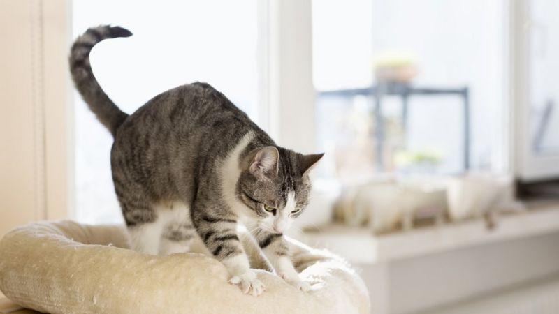 Por que gatos 'amassam pãozinho'? A curiosa massagem que os felinos fazem nos donos e superfícies