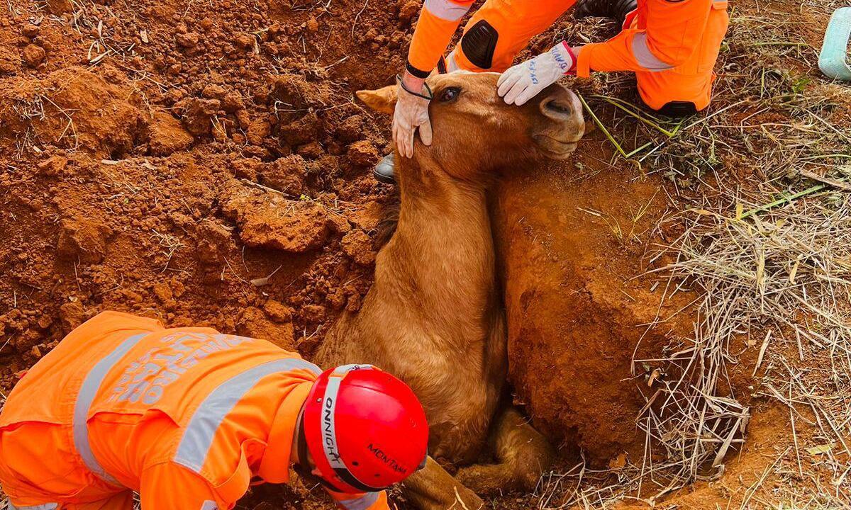 Com parte do corpo soterrado, cavalo é resgatado por bombeiros - Divulgação/CBMMG