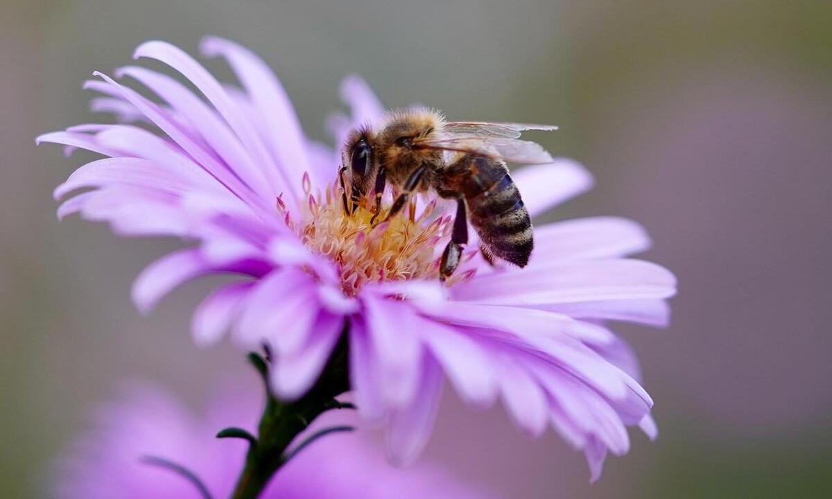 Mais de 100 milhões de abelhas morrem por uso indevido de agrotóxico