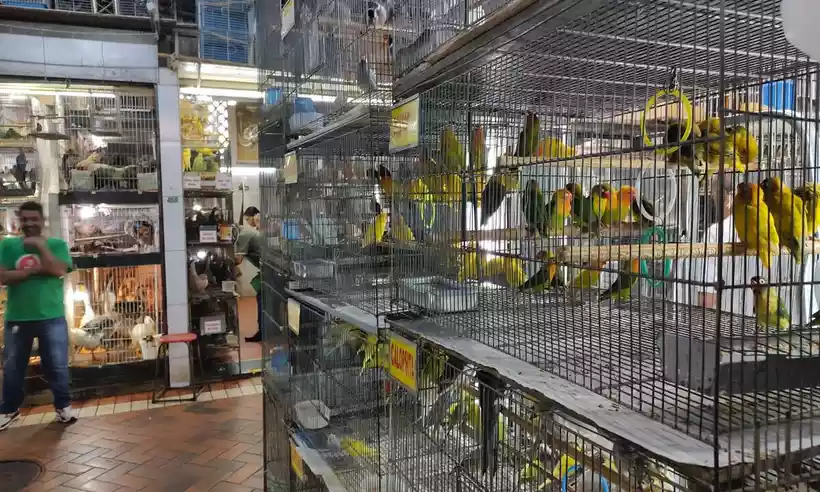 Pedido de retirada de aves do Mercado Central de BH segue parado na Justiça