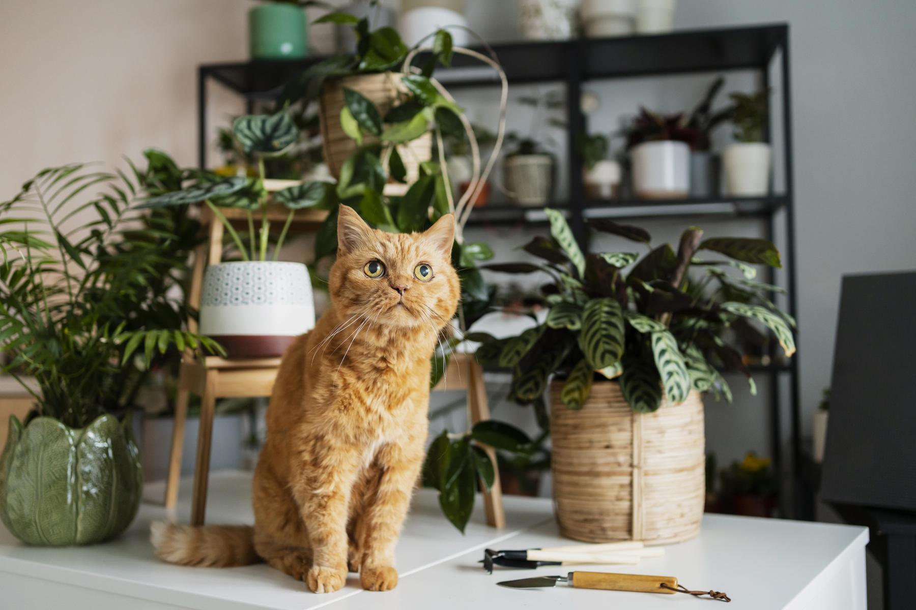 Conheça 17 plantas seguras e não tóxicas para decorar casa com pet - Freepik