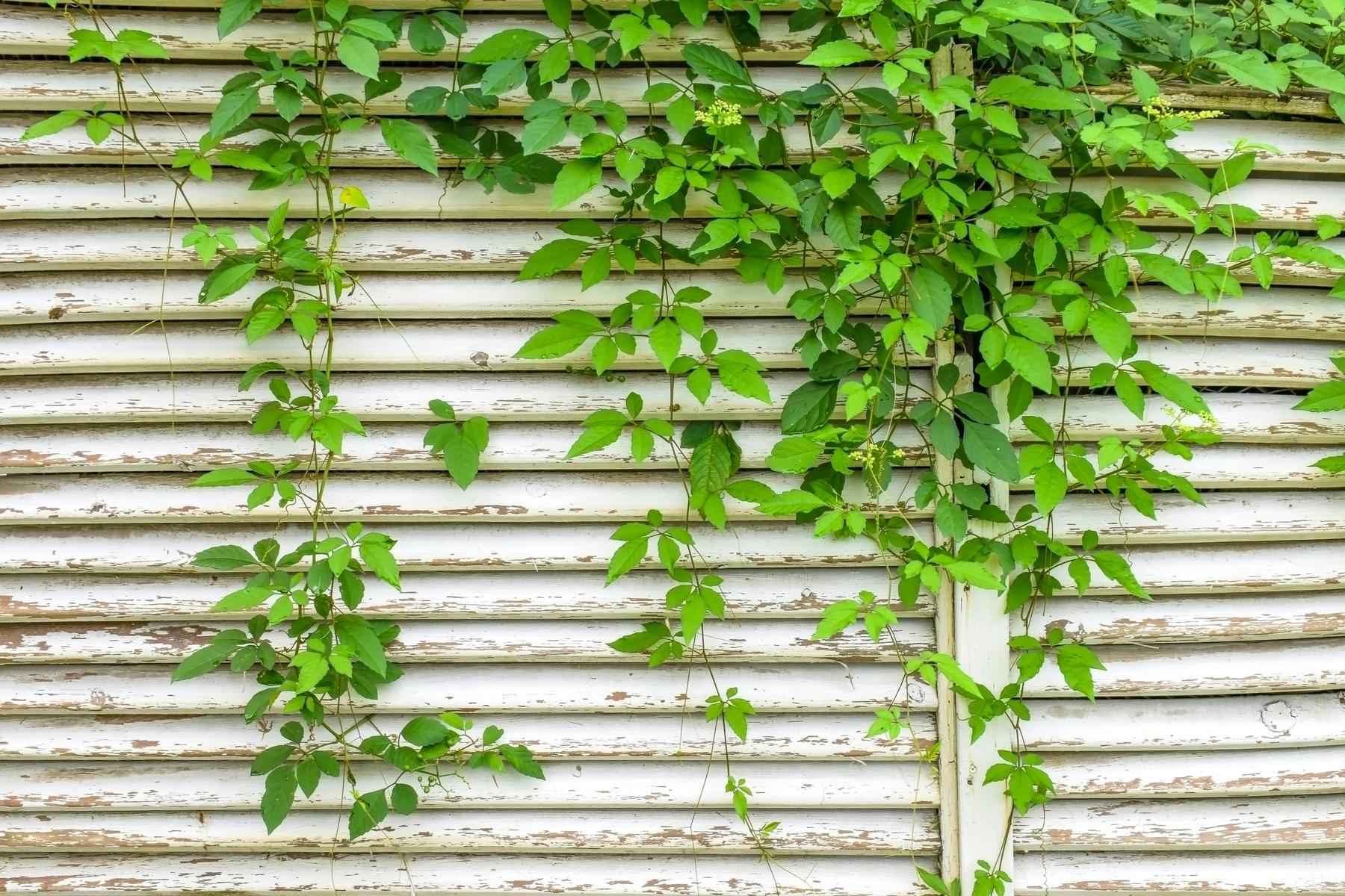 Saiba quais são as plantas trepadeiras ideais para cobrir o muro do jardim - Freepik