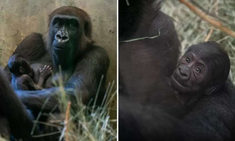 EUA: Gorila que todos pensavam ser macho dá à luz filhote em zoológico  - Reprodução/Facebook/Columbus Zoo and Aquarium