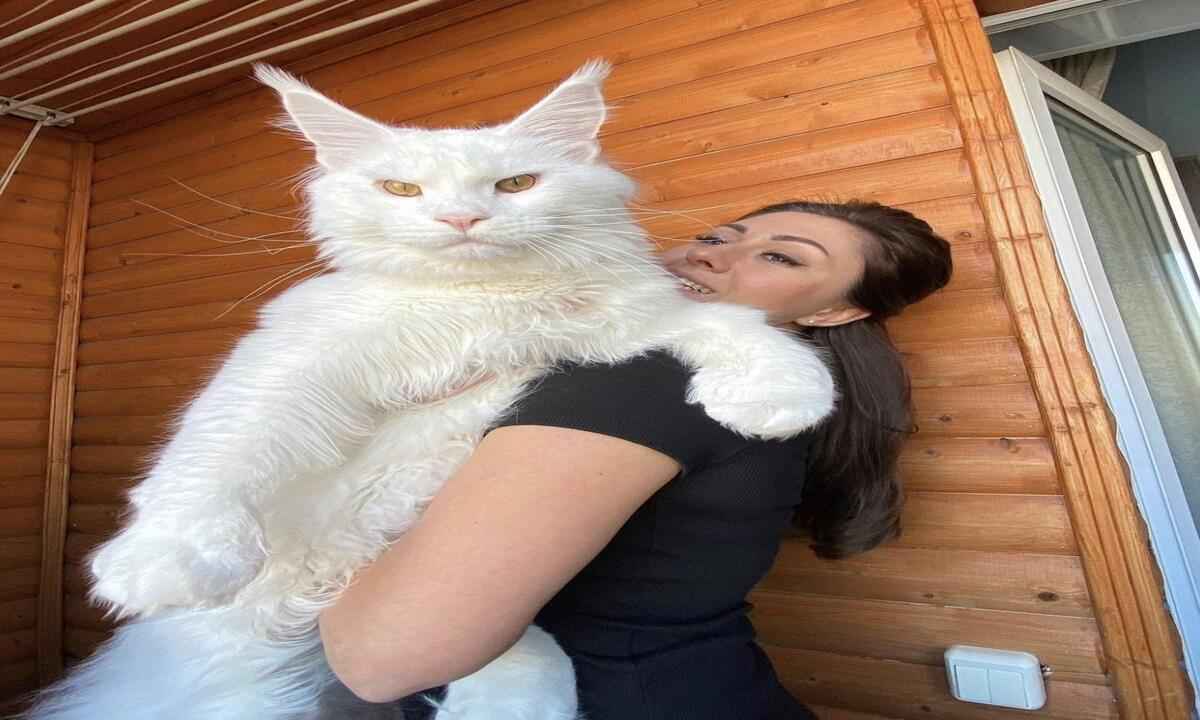 Gato gigante viraliza após mostrar habilidades na internet - Instagram/Reprodução