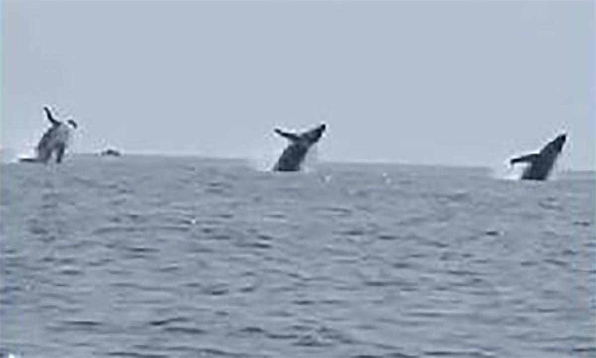 Família se reencontra após 10 anos e flagra salto simultâneo de 3 baleias - (Reprodução/Twitter/@ABC)