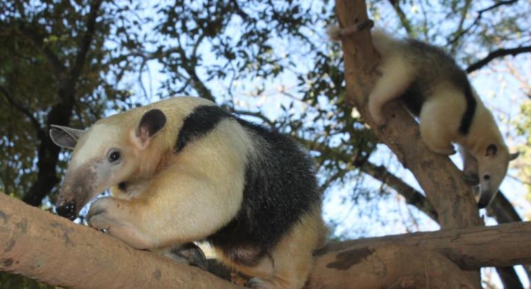 Filhotes de tamanduá-mirim são os novos moradores do zoo de BH - Suiziane Brugnara/PBH / Divulgação