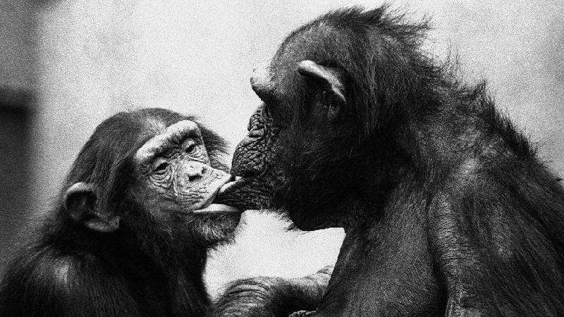 Chimpanzé assexual e bonobos bissexuais: o que primatas revelam sobre sexo e gênero em humanos, segundo cientista - Frans de Waal/Divulgação