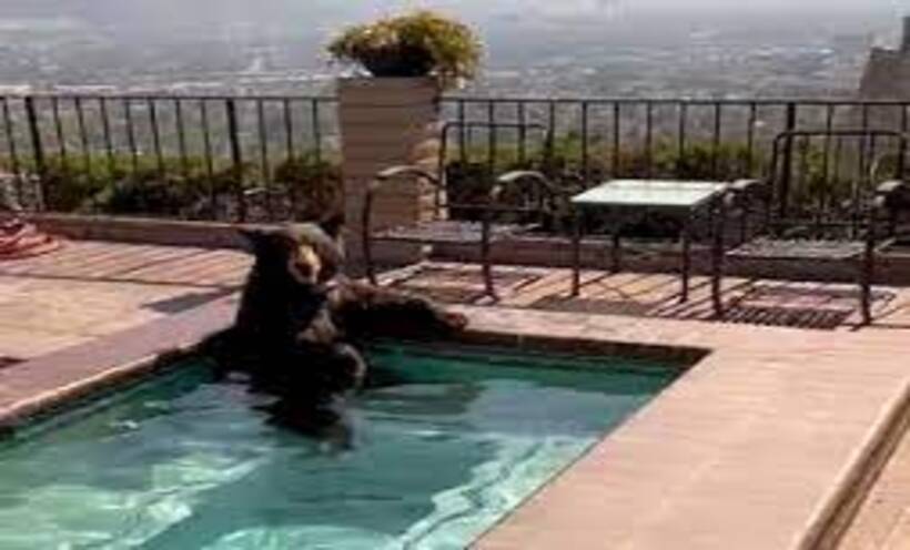 Vídeo: Urso se refresca em piscina de casa nos Estados Unidos - Washington Post/Reprodução