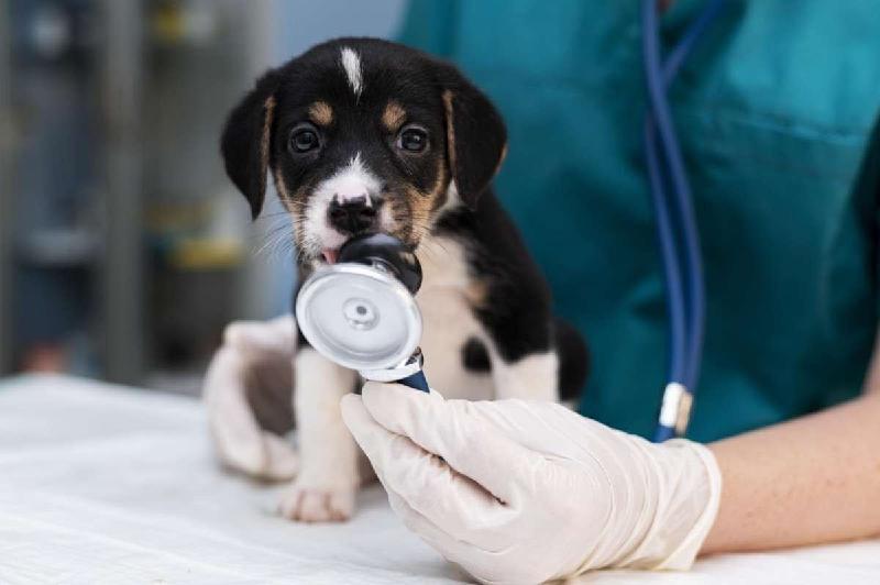 Hepatite viral canina: formas de identificação, diagnóstico e tratamento - Freepik
