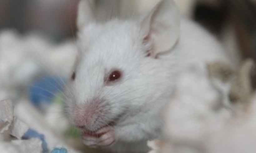 Exercício aeróbico ajuda reduzir dores na face causadas pelo Parkinson - Nature Blossom/Pixabay
