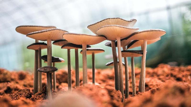O poder dos cogumelos para a saúde mental e a nutrição