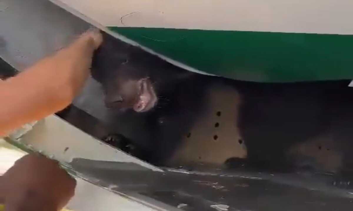 Vídeo: Urso foge durante voo para Dubai e passageiros precisam deixar avião - Reprodução/ Redes sociais