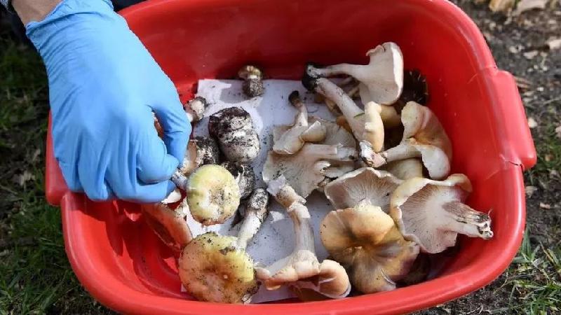 Almoço acaba em 3 mortes e suspeita de envenenamento por cogumelos - Getty Images