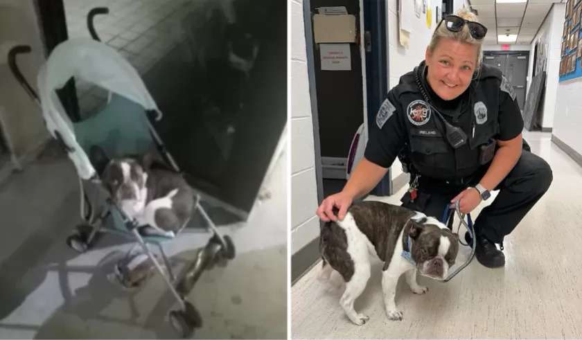 Tutora abandona cão em aeroporto dos EUA após se recusar a despachá-lo - Reprodução/Facebook/Departamento de Polícia de Allegheni