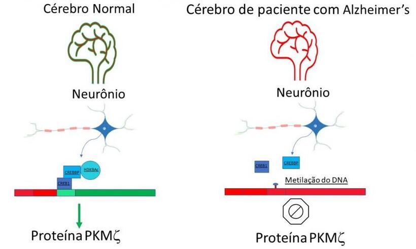 Estudo descreve mecanismo que regula a atividade do gene da memória - Acervo dos Pesquisadores/Divulgação