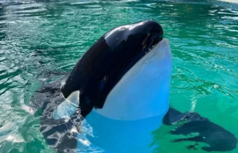 Morre a orca emblemática Lolita, que viveu 50 anos em cativeiro, em Miami - Miami Seaquarium/Reprodução