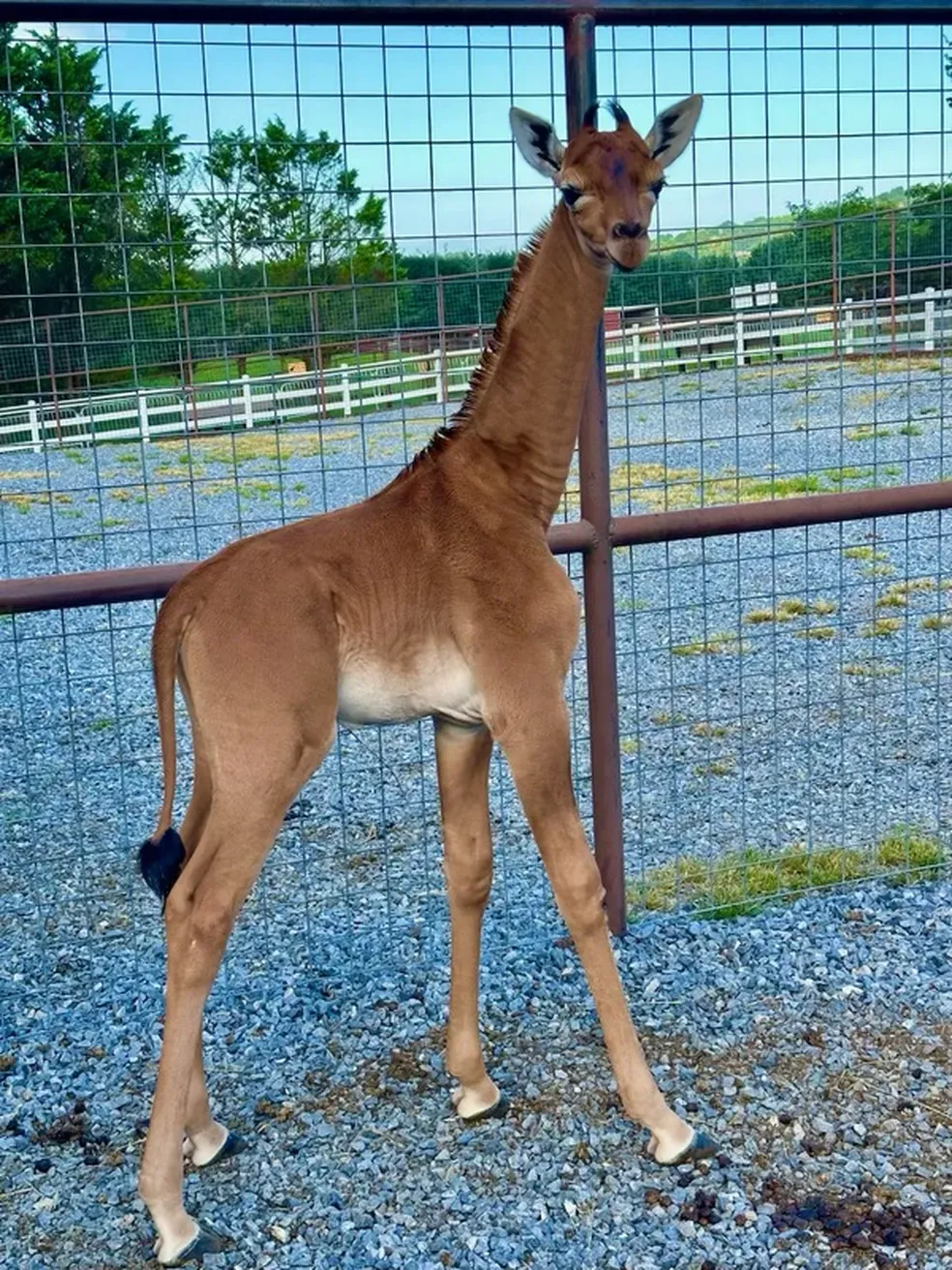Raridade: girafa sem manchas nasce em zoológico - Cortesia/Brights Zoo