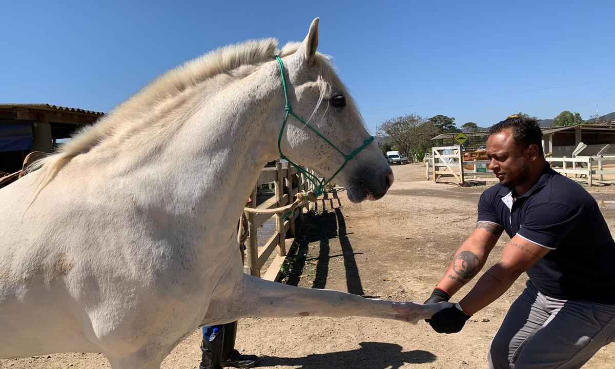 Cavalos resgatados em áreas evacuadas estão disponíveis para adoção em MG