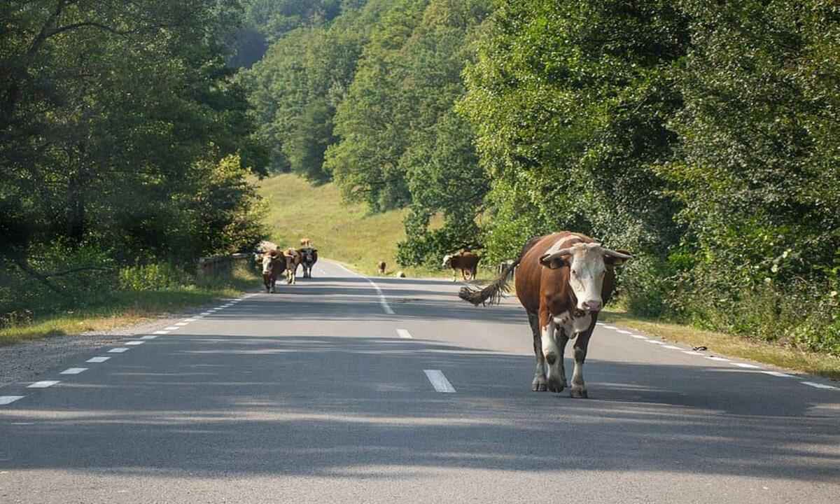 Motociclista que atropelou bovino em rodovia será indenizado em R$ 15 mil - Pxfuel/Reprodução