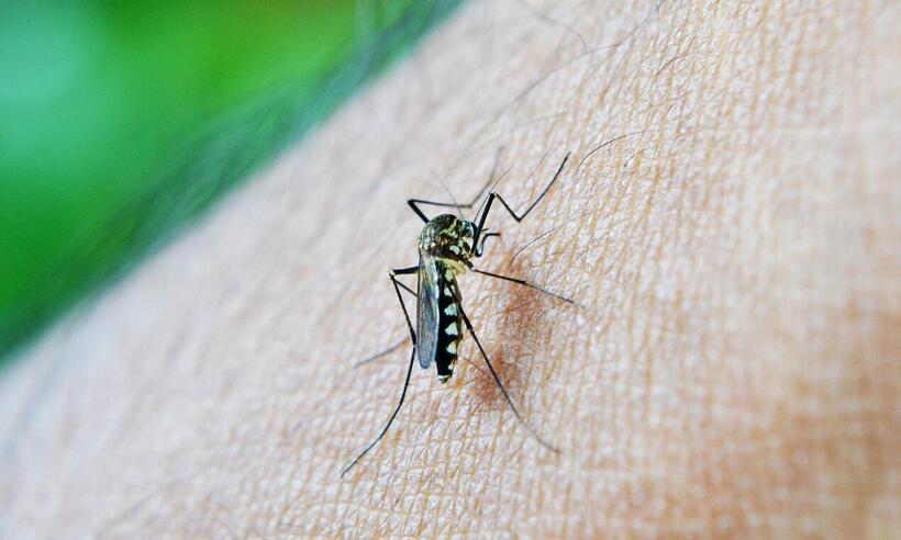Dengue: SBP recomenda vacina preferencial para crianças e adolescentes -  Mohamed Nuzrath/Pixabay