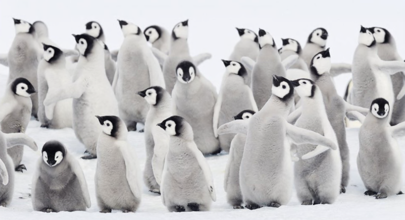 A morte chocante de milhares de bebês pinguins por gelo derretido na Antártida - Getty Images