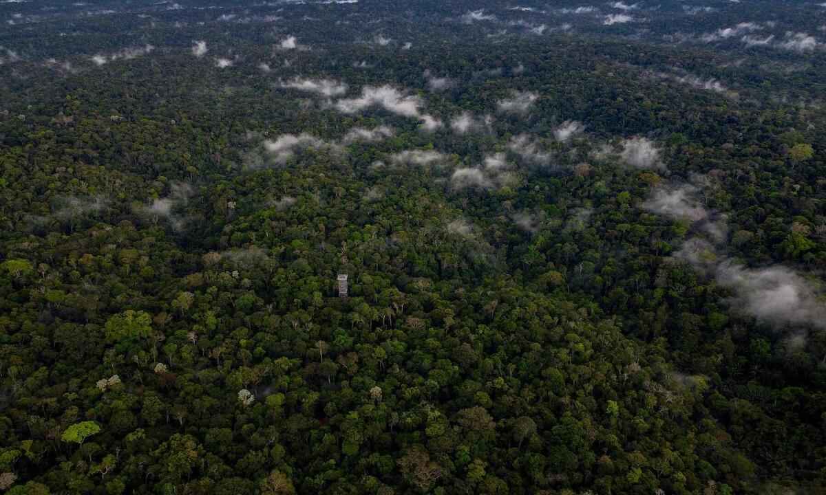 BNDES prepara plano de reflorestamento da Amazônia e quer zerar emissões - MICHAEL DANTAS / AFP
