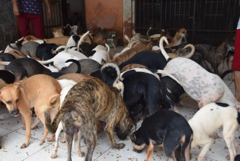 Idosa que abrigava 150 cães teria sido comida pelos animais - (´Divulgação/Ministério Público Maranhão)