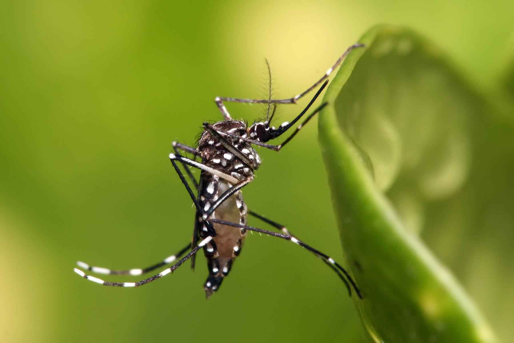 Congonhas adota tecnologia sustentável no combate ao mosquito da dengue - Divulgação
