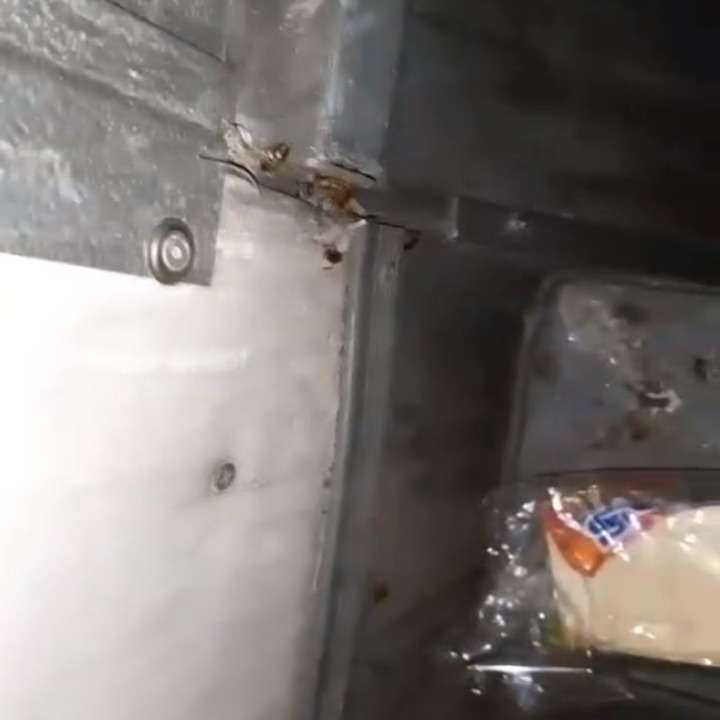 Vídeo: Passageira denuncia infestação de baratas em ônibus de BH - Arquivo Pessoal/Poliana Verona