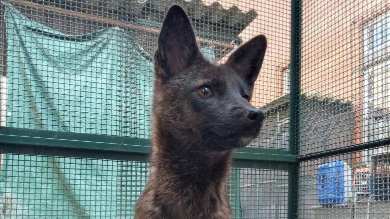 O misterioso animal híbrido de 'raposa' e cão encontrado em estrada do RS - Flávia Ferrari