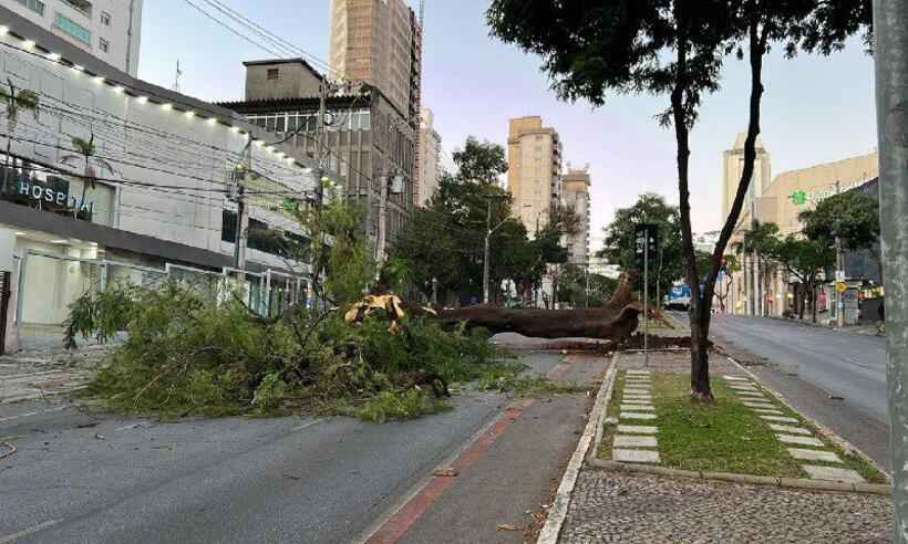 Avenida Olegário Maciel é fechada devido a queda de árvore; veja o desvio - CBMMG