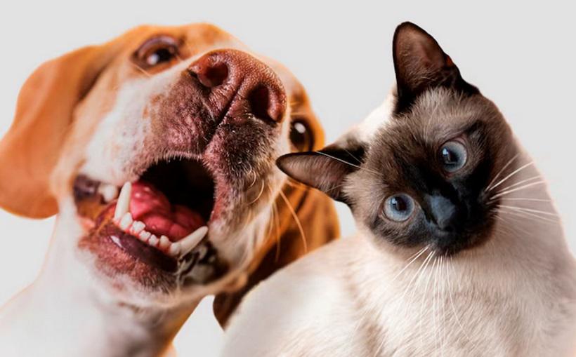 Pets podem tratar ansiedade, depressão e alergias respiratórias - Freepik